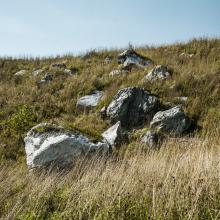 rocks in the field