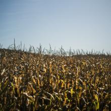 a cornfield