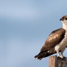 Wide angle image of an Osprey bird