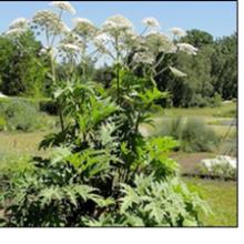 Giant Hogweed