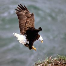 Bald eagle landing on nest