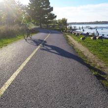 A wide angle shot of a finished pathway beside a river with a person biking beside Canada geese