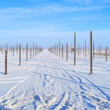 View in the winter of piles
